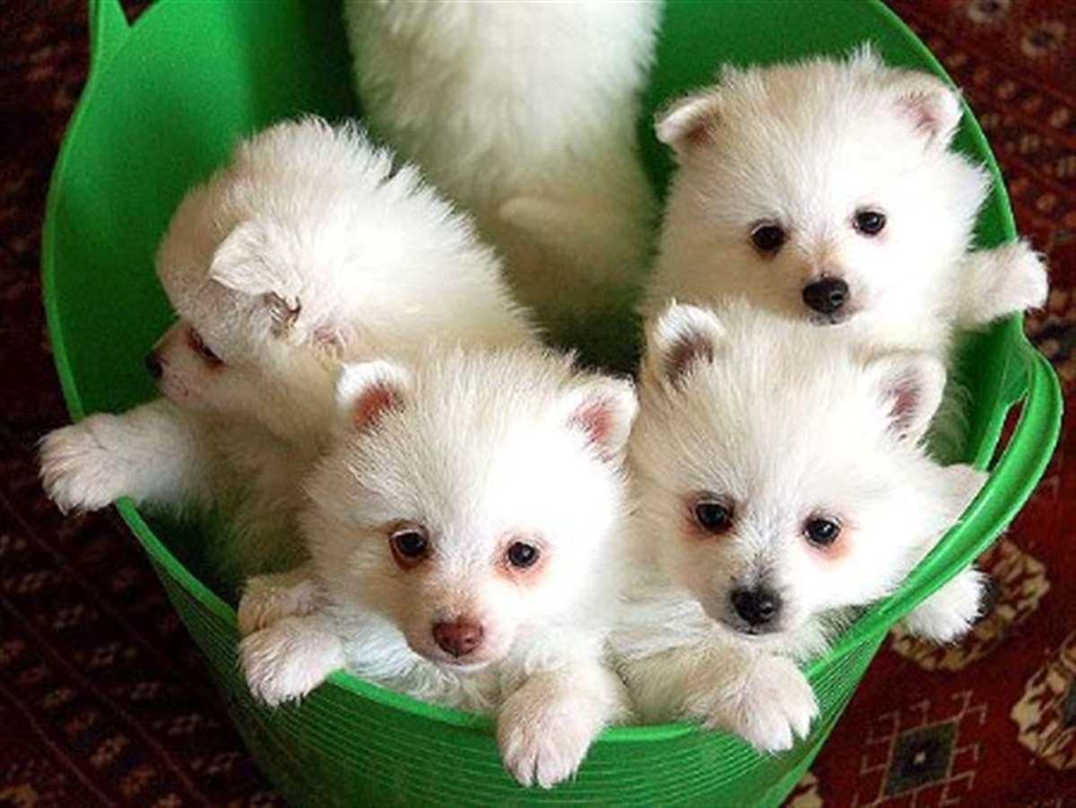 Volpino Italiano Puppies